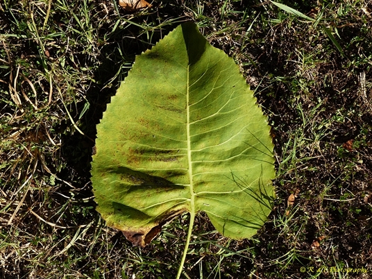 {Silphium terebinthinaceum}